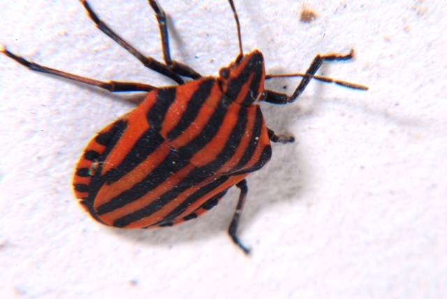 Pentatomidae: Graphosoma lineatum italicum di Romagna